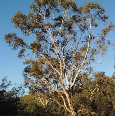 Eucalyptus viminalis (Ribbon Gum) at Pine Island to Point Hut - 21 Dec 2016 by michaelb