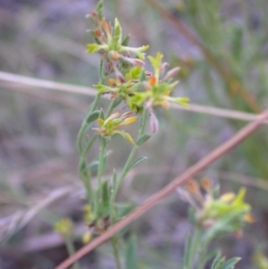 Pimelea curviflora at Hackett, ACT - 15 Jan 2017 05:57 PM