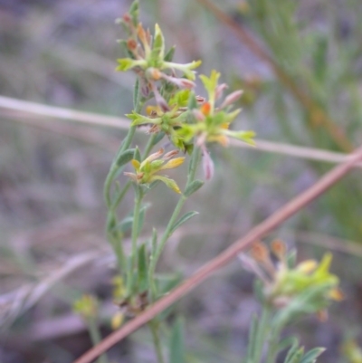 Pimelea curviflora (Curved Rice-flower) at Mount Ainslie - 15 Jan 2017 by waltraud