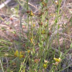 Pimelea curviflora at Hackett, ACT - 15 Jan 2017