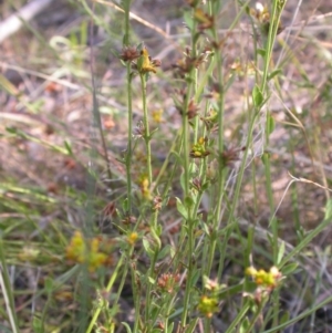 Pimelea curviflora at Hackett, ACT - 15 Jan 2017 05:57 PM