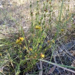 Pimelea curviflora at Hackett, ACT - 15 Jan 2017 05:57 PM