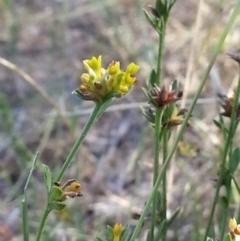 Pimelea curviflora at Hackett, ACT - 15 Jan 2017 05:57 PM