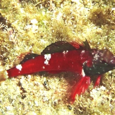 Enneapterygius rufopileus at Murrah, NSW - 28 Jan 2017 by narelle