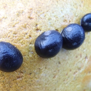 Nerita melanotragus at Murrah, NSW - 17 Jan 2017 04:59 PM