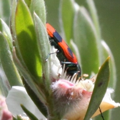 Castiarina sp. (genus) (Unidentified Castiarina jewel beetle) at Namadgi National Park - 26 Dec 2016 by HarveyPerkins