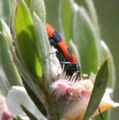Castiarina (genus) (Unidentified Castiarina jewel beetle) at Mount Clear, ACT - 26 Dec 2016 by HarveyPerkins