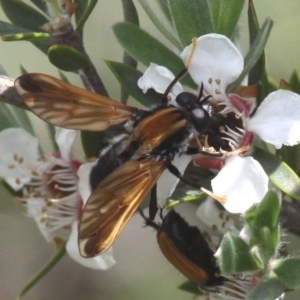 Pelecorhynchus fulvus at Mount Clear, ACT - 26 Dec 2016 02:37 PM