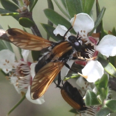 Pelecorhynchus fulvus (Orange cap-nosed fly) at Namadgi National Park - 26 Dec 2016 by HarveyPerkins