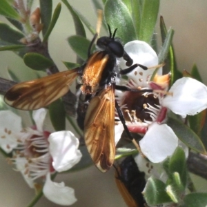 Pelecorhynchus fulvus at Mount Clear, ACT - 26 Dec 2016 02:37 PM