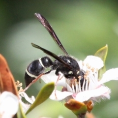 Eumeninae (subfamily) (Unidentified Potter wasp) at Mount Clear, ACT - 26 Dec 2016 by HarveyPerkins