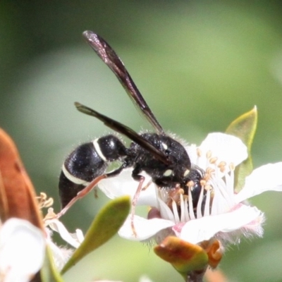 Eumeninae (subfamily) (Unidentified Potter wasp) at Mount Clear, ACT - 26 Dec 2016 by HarveyPerkins