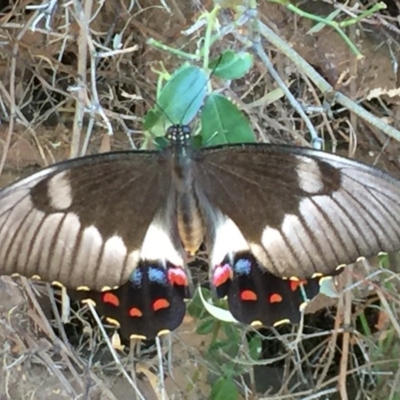 Papilio aegeus (Orchard Swallowtail, Large Citrus Butterfly) at Fraser, ACT - 28 Jan 2017 by Mirri59