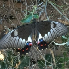 Papilio aegeus at Fraser, ACT - 28 Jan 2017