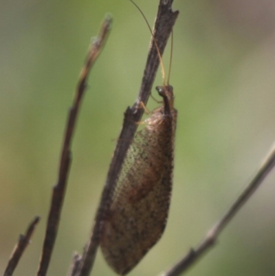 Micromus tasmaniae (Tasmanian Brown Lacewing) at Namadgi National Park - 30 Dec 2015 by HarveyPerkins