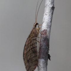 Stenosmylus sp. (genus) (An osmylid lacewing) at Namadgi National Park - 30 Dec 2015 by HarveyPerkins