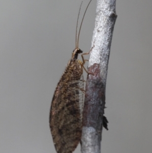 Stenosmylus sp. (genus) at Mount Clear, ACT - 30 Dec 2015