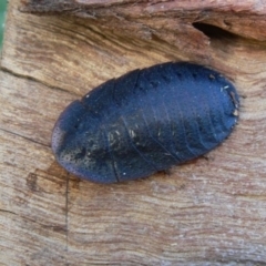 Laxta sp. (genus) (Bark cockroach) at Kambah, ACT - 10 Apr 2009 by HarveyPerkins