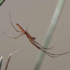 Tetragnatha sp. (genus) (Long-jawed spider) at Duffy, ACT - 30 Apr 2016 by HarveyPerkins