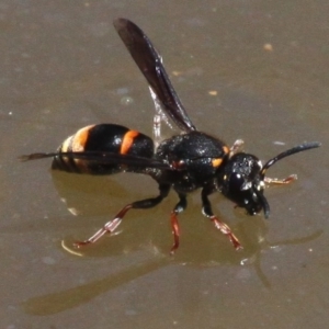 Eumeninae (subfamily) at Mount Clear, ACT - 27 Jan 2017