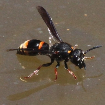 Eumeninae (subfamily) (Unidentified Potter wasp) at Mount Clear, ACT - 27 Jan 2017 by HarveyPerkins