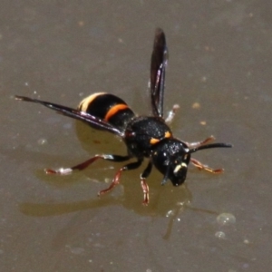 Eumeninae (subfamily) at Mount Clear, ACT - 27 Jan 2017 12:55 PM