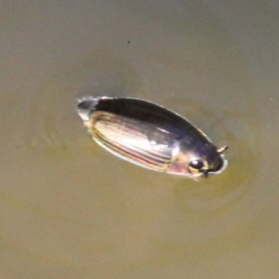 Macrogyrus sp. (genus) (A whirligig beetle) at Molonglo Gorge - 26 Jan 2017 by HarveyPerkins