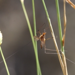 Leptotarsus (Macromastix) costalis (Common Brown Crane Fly) at Kowen, ACT - 26 Jan 2017 by HarveyPerkins