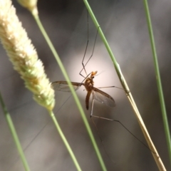 Leptotarsus (Macromastix) costalis at Kowen, ACT - 26 Jan 2017 01:36 PM