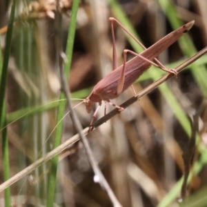 Polichne parvicauda at Kowen, ACT - 26 Jan 2017 01:32 PM