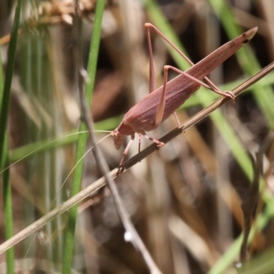 Polichne parvicauda (Short-tailed Polichne) at Kowen, ACT - 26 Jan 2017 by HarveyPerkins