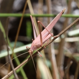 Polichne parvicauda at Kowen, ACT - 26 Jan 2017