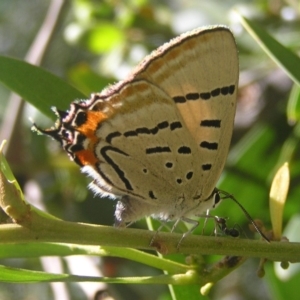 Jalmenus evagoras at Paddys River, ACT - 28 Jan 2017