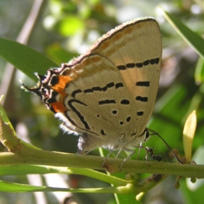 Jalmenus evagoras (Imperial Hairstreak) at Tidbinbilla Nature Reserve - 28 Jan 2017 by MatthewFrawley