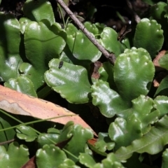 Marchantia berteroana (Liverwort) at Paddys River, ACT - 22 Jan 2017 by HarveyPerkins