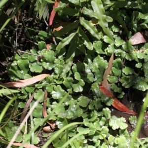 Marchantia berteroana at Paddys River, ACT - 22 Jan 2017