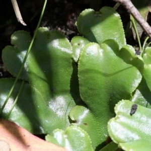 Marchantia berteroana at Paddys River, ACT - 22 Jan 2017