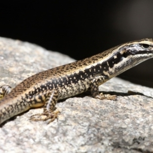 Eulamprus heatwolei at Paddys River, ACT - 22 Jan 2017 11:38 AM