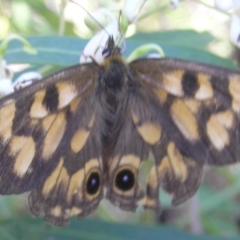 Heteronympha cordace at Cotter River, ACT - 28 Jan 2017 04:14 PM