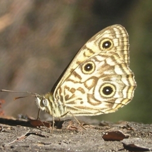 Geitoneura acantha at Cotter River, ACT - 28 Jan 2017