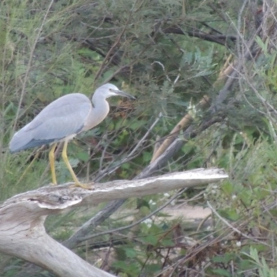 Egretta novaehollandiae (White-faced Heron) at Greenway, ACT - 21 Dec 2016 by MichaelBedingfield