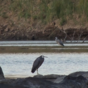 Egretta novaehollandiae at Point Hut to Tharwa - 6 Feb 2014 08:06 PM