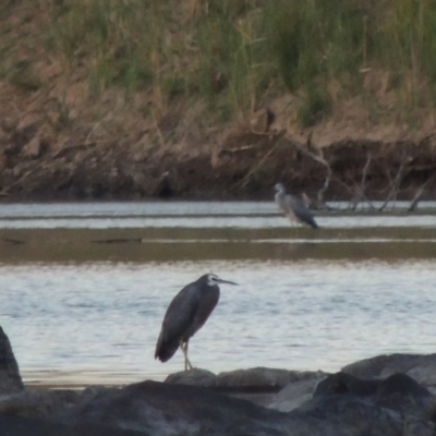 Egretta novaehollandiae (White-faced Heron) at Point Hut to Tharwa - 6 Feb 2014 by MichaelBedingfield