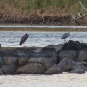 Egretta novaehollandiae at Point Hut to Tharwa - 6 Feb 2014 08:06 PM