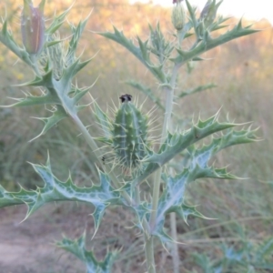 Argemone ochroleuca subsp. ochroleuca at Greenway, ACT - 21 Dec 2016