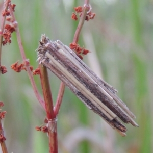 Clania lewinii & similar Casemoths at Greenway, ACT - 21 Dec 2016