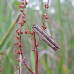 Clania lewinii & similar Casemoths at Greenway, ACT - 21 Dec 2016