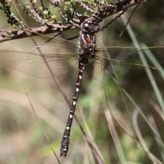 Austroaeschna inermis (Whitewater Darner) at Cotter River, ACT - 17 Jan 2016 by HarveyPerkins