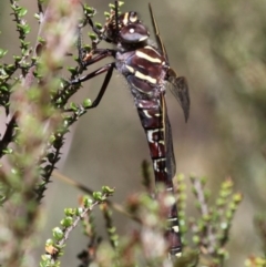 Austroaeschna inermis at Cotter River, ACT - 17 Jan 2016