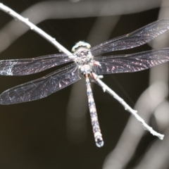 Austroaeschna atrata at Cotter River, ACT - 13 Jan 2017